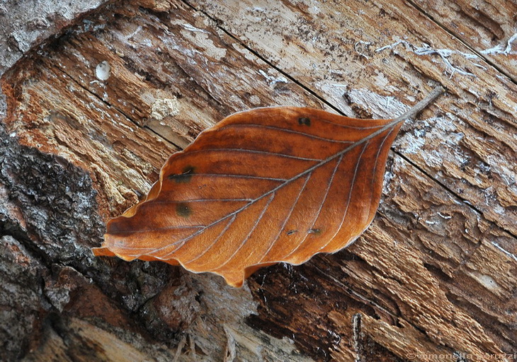 Autunno.....veder cadere le foglie.